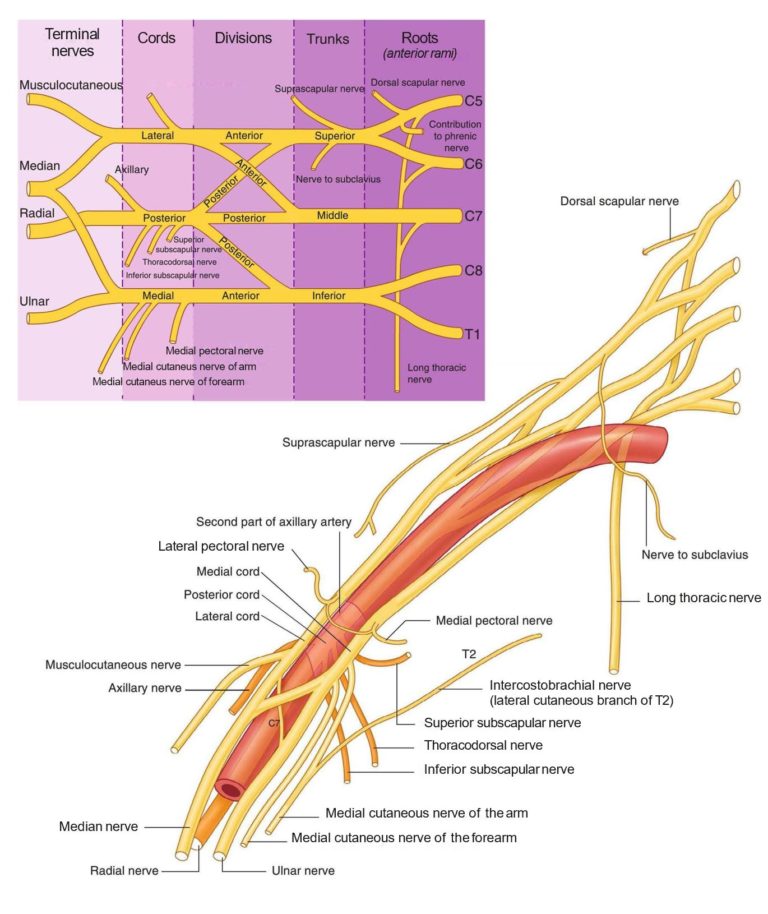 Upper Limb – Coursemia